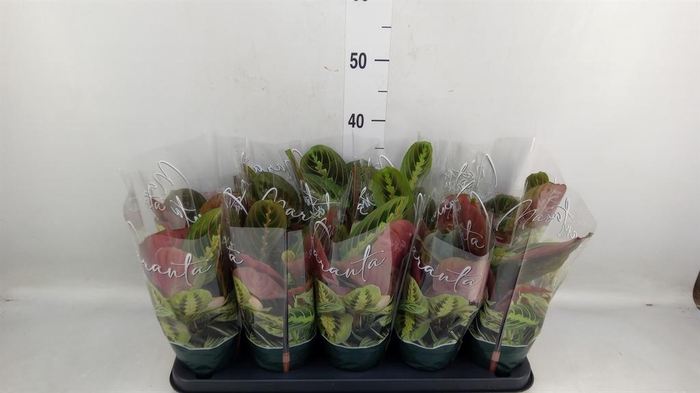 <h4>Maranta leuc. 'Fascinator'</h4>