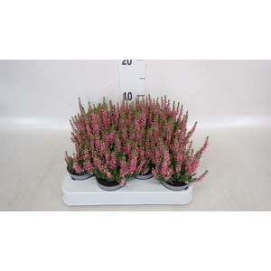 Calluna vulg. 'Beauty L Sylke'