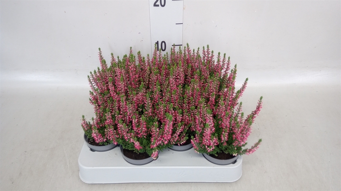 Calluna vulg. 'Beauty L Sylke'
