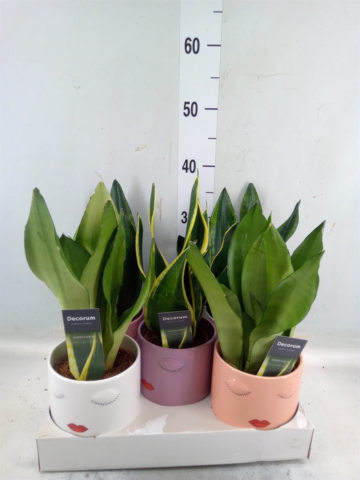 <h4>Sansevieria trifa.   ...</h4>