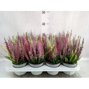 Calluna vulg. 'High Five'   ...mix