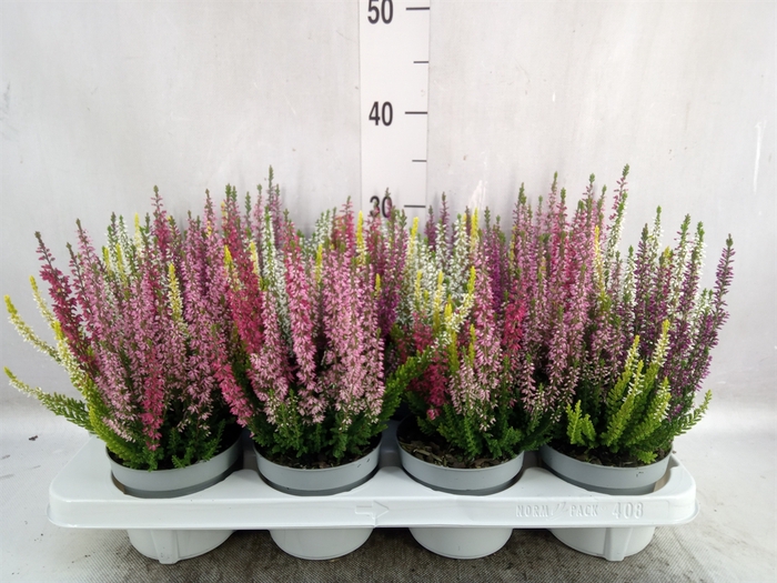 Calluna vulg. 'High Five'   ...mix