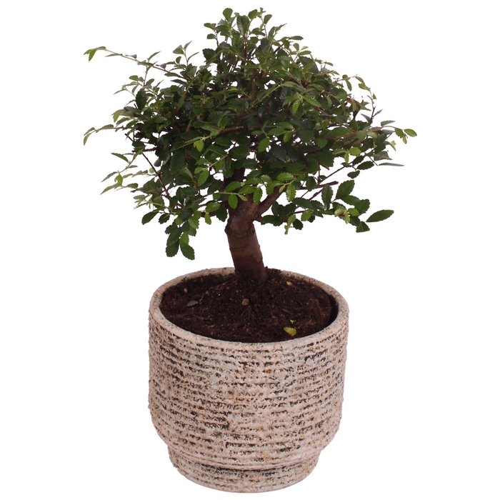 <h4>Bonsai Indoor Mix Ø12cm Ball Shape in Ø14cm Ceramic NT567</h4>