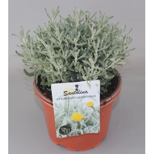 Santolina chamaecyparissus C2