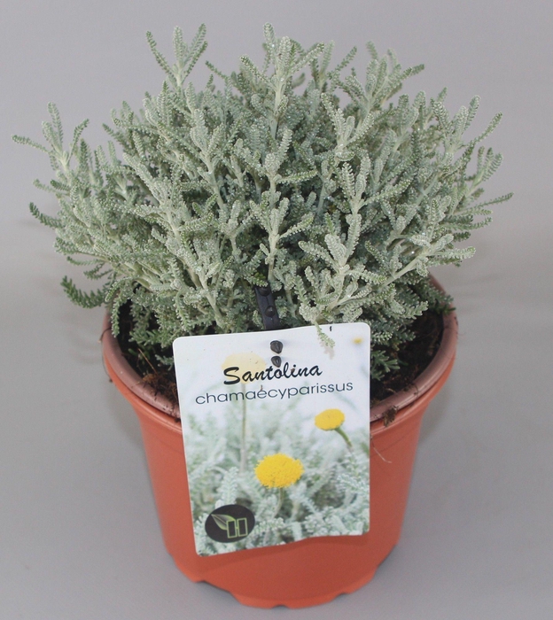 <h4>Santolina chamaecyparissus C2</h4>