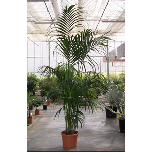 Howea forsteriana
