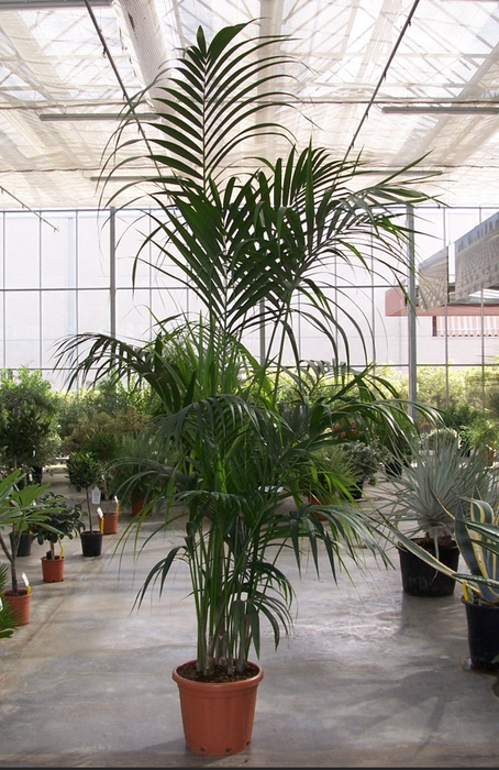 <h4>Howea forsteriana</h4>