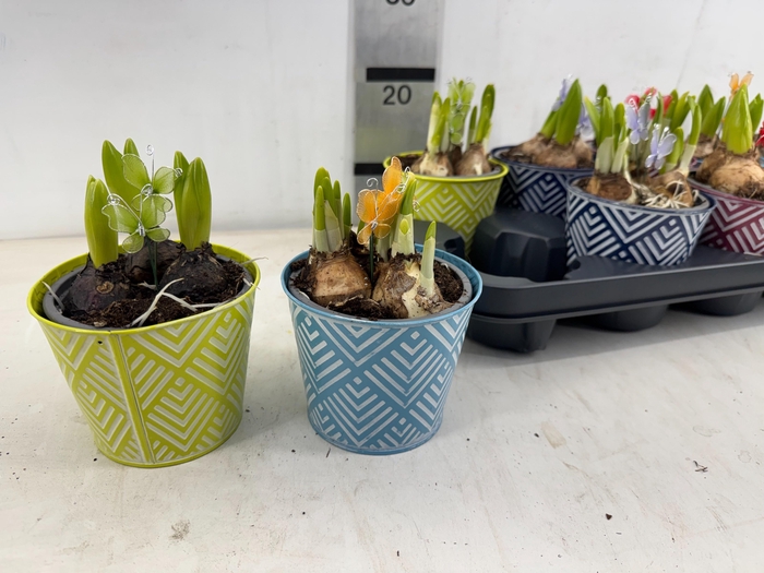 <h4>ARR BOL KNOLGEWAS</h4>