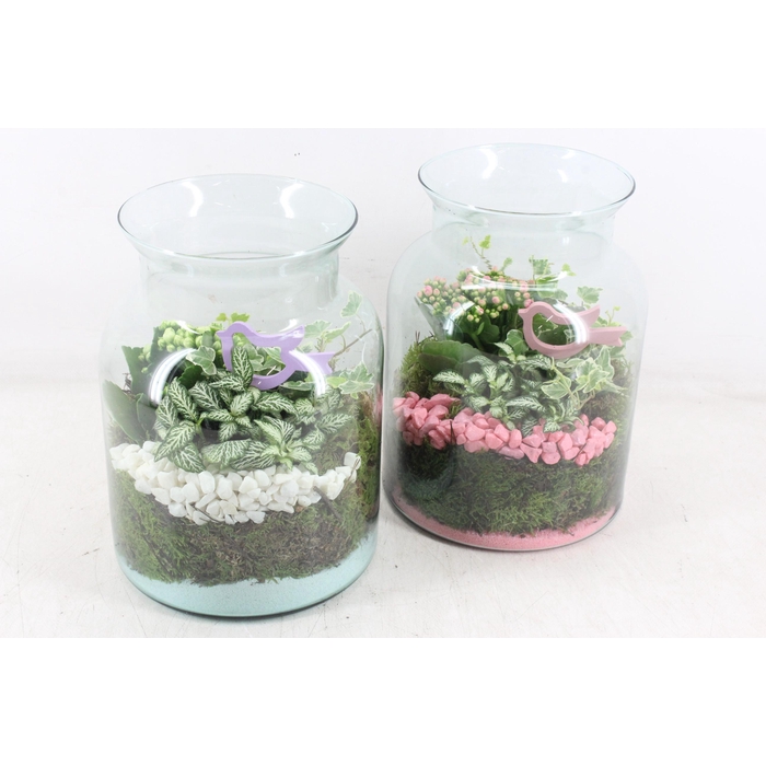 <h4>Arr2 Pl - Glas Bose Hoog 285/5 - Roze/wit</h4>