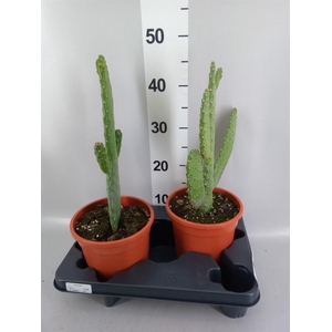 Opuntia