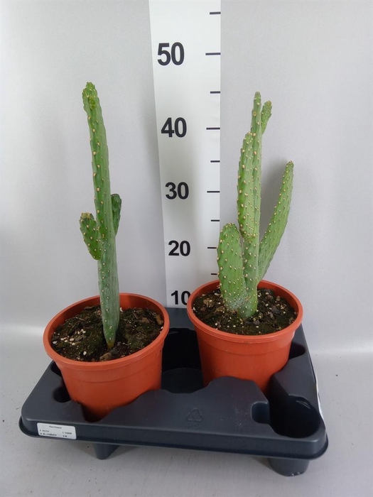 <h4>Opuntia</h4>