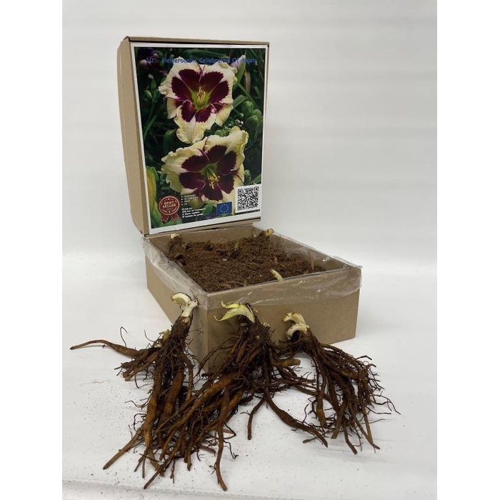 <h4>BOLBLOEMEN OV</h4>