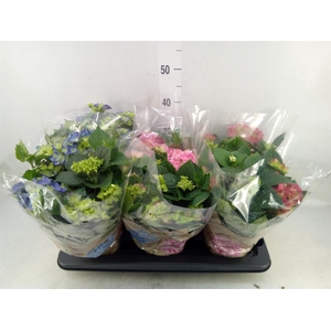 Hydrangea mac.   ...mix