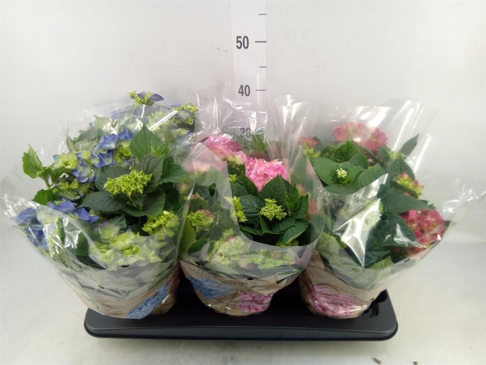 <h4>Hydrangea mac.   ...mix</h4>