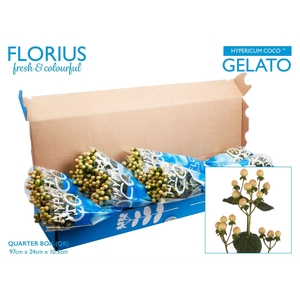 Hypericum Coco Gelato TMQ