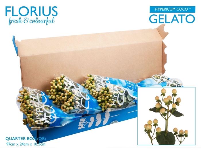 <h4>Hypericum Coco Gelato TMQ</h4>