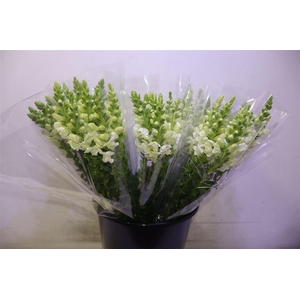 Antir Poto Earl Whit