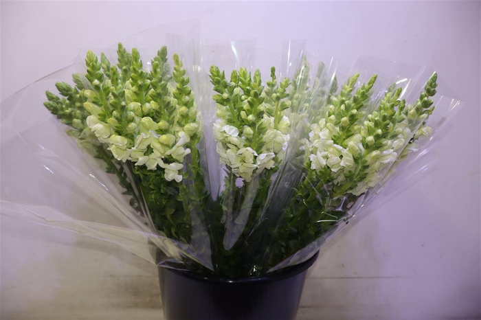 <h4>Antir Poto Earl Whit</h4>