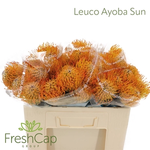 Leuco Ayoba Sun