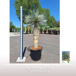 Yucca rostrata 