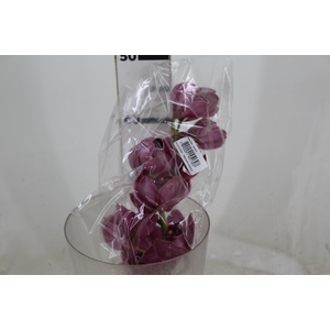 CYMBIDIUM HT MIN 12 FLS ROSA ESCURO