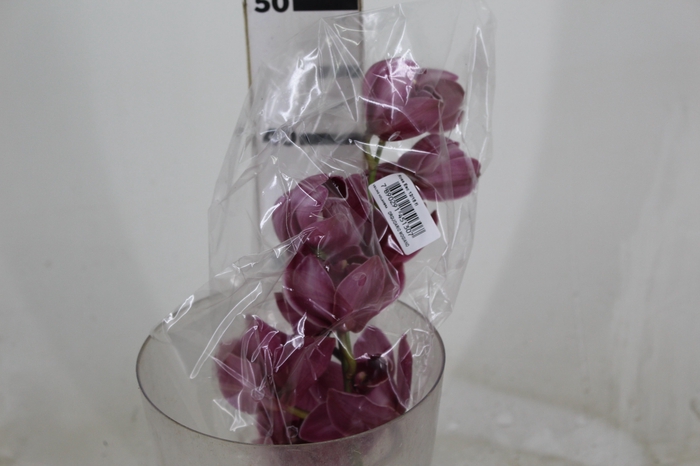 <h4>CYMBIDIUM HT MIN 12 FLS ROSA ESCURO</h4>