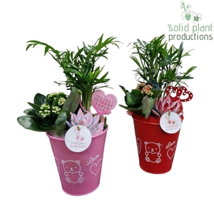 ZVC001 Anne Red/Pink