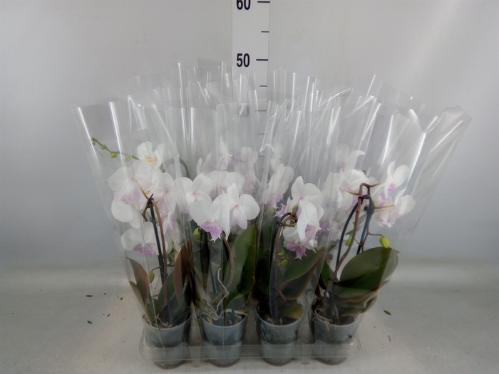 <h4>Phalaenopsis  'Elegant Cascade'</h4>