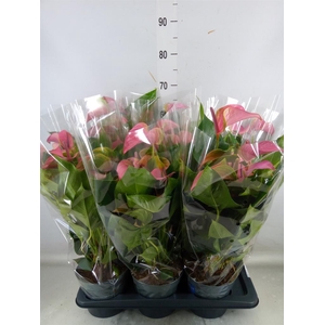 Anthurium andr. 'Joli'