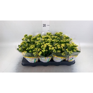 Kalanchoe blos. 'Calandiva Nolin'