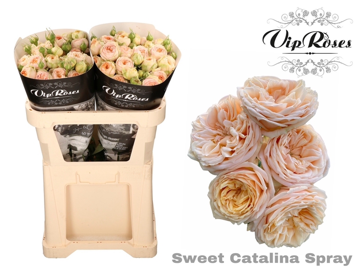 <h4>Rosa sp sweet catalina+</h4>