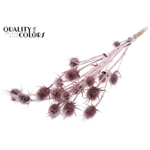 Cardi Distel Natural 5pc/bunch 70cm Champagne + Glitter