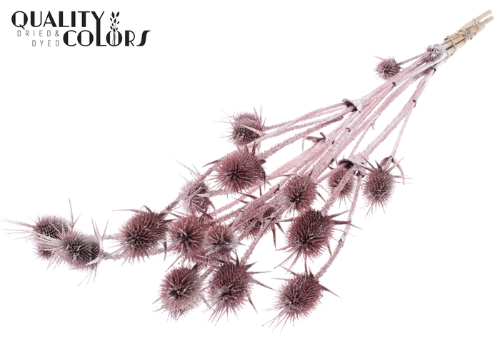 <h4>Cardi Distel Natural 5pc/bunch 70cm Champagne + Glitter</h4>