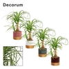Beaucarnea recht 9 cm in Frederique (Rich love-collection)
