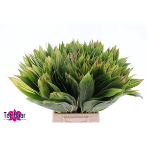 DECOGROEN GROOT BLAD