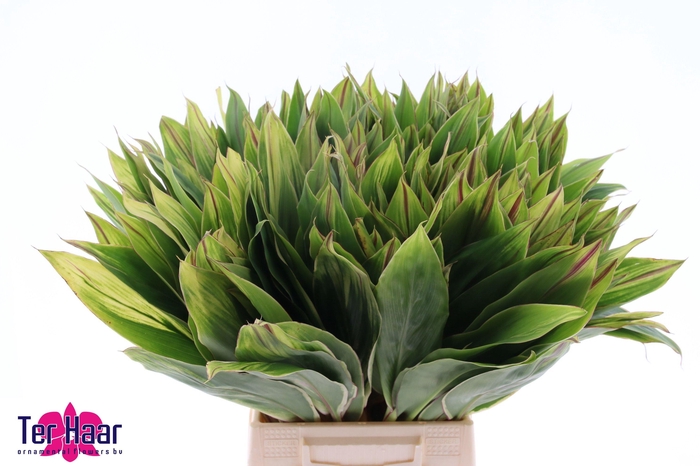 <h4>DECOGROEN GROOT BLAD</h4>