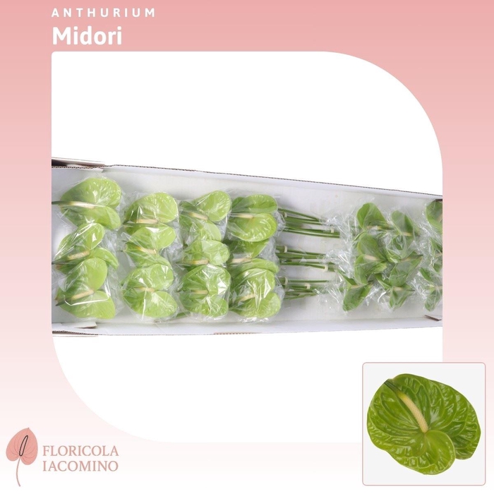 <h4>Anthurium Midori</h4>