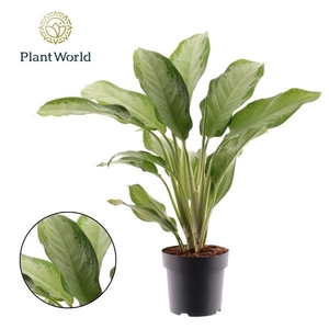 Aglaonema 'Cleopatra'