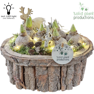 BOLH001 Bark O Large Grey Hyacint + LED