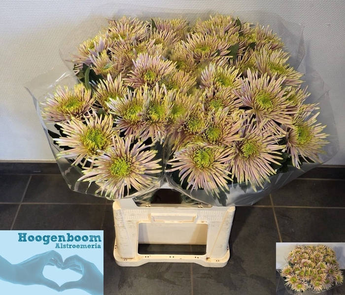 <h4>Chrys bl tula pink</h4>