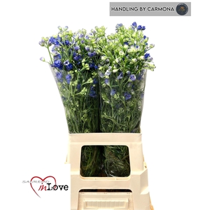 DELPH EN M GRAN BLUE