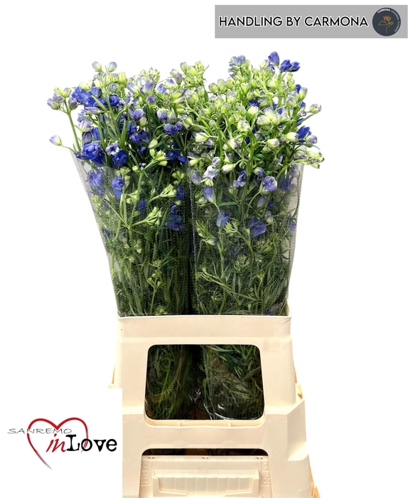 <h4>DELPH EN M GRAN BLUE</h4>