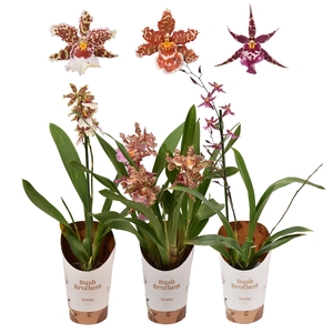 Odontoglossum gemengd