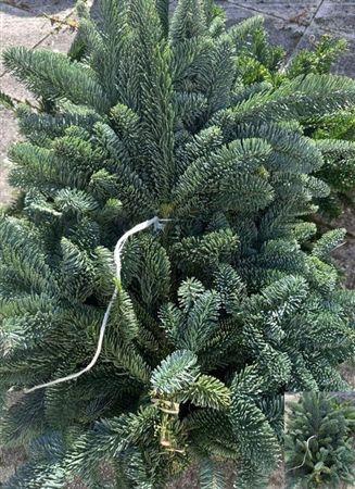 <h4>Abies Nob Blauw Bs</h4>