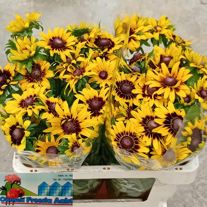 <h4>RUDBECKIA HI SPUTNIK</h4>