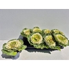 Brassica (sierkool)