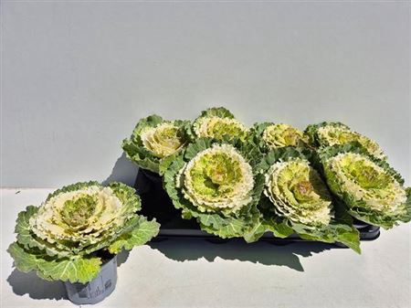 Brassica (sierkool)
