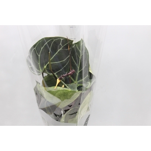 ANTHURIUM CRYSTALLINUM P17