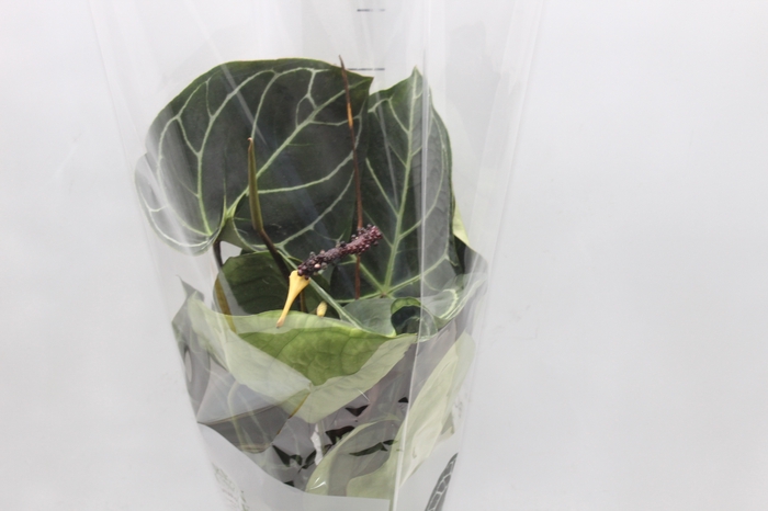 <h4>ANTHURIUM CRYSTALLINUM P17</h4>