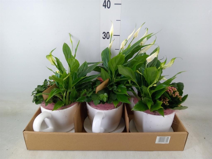 <h4>Arr.    Planten  L%</h4>